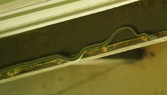 Chrysopelea paradisi