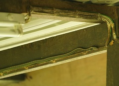 Chrysopelea paradisi