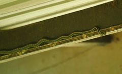 Chrysopelea paradisi