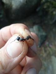 Camponotus vagus