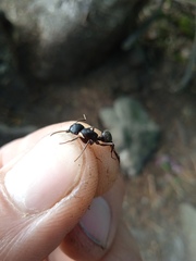 Camponotus vagus