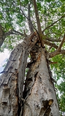 Lysiloma divaricatum