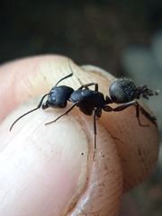 Camponotus vagus