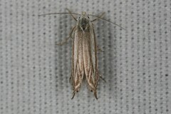 Polyhymno luteostrigella