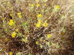 Centromadia parryi parryi