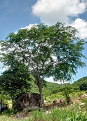 Lysiloma divaricatum