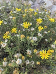 Heterotheca zionensis