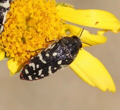 Acmaeodera rubronotata