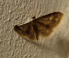Idaea celtima