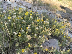 Heterotheca zionensis