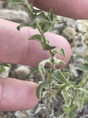 Heterotheca zionensis