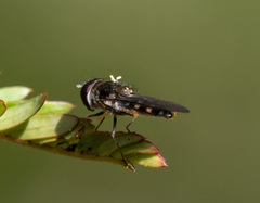 Melangyna viridiceps