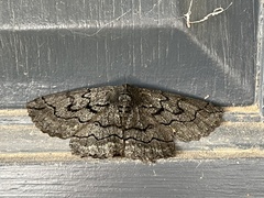 Melanodes anthracitaria