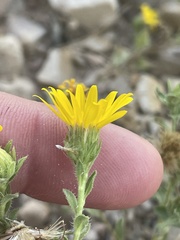 Heterotheca zionensis