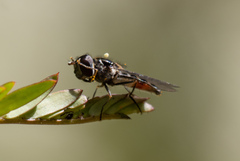 Melangyna viridiceps