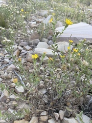 Heterotheca zionensis