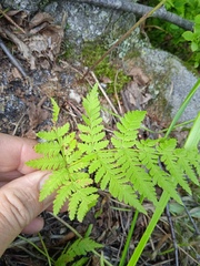 Dryopteris