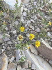 Heterotheca zionensis