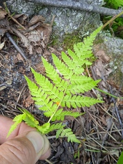 Dryopteris