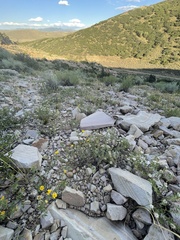 Heterotheca zionensis