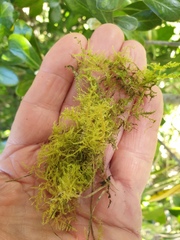 Kindbergia praelonga