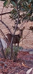Odocoileus hemionus californicus