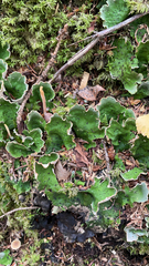 Peltigera aphthosa