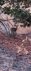Odocoileus hemionus californicus