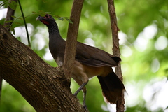 Ortalis poliocephala