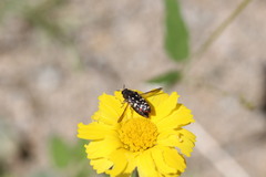 Acmaeodera rubronotata