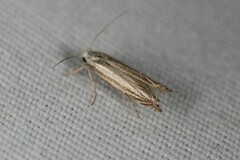 Polyhymno luteostrigella