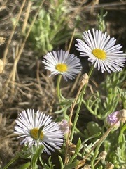 Erigeron divergens