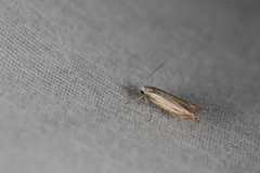 Polyhymno luteostrigella