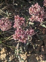 Eriogonum microtheca
