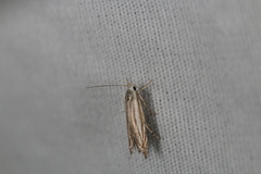 Polyhymno luteostrigella