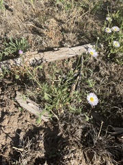 Erigeron divergens