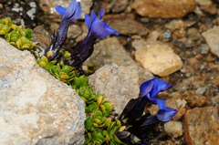 Gentiana bavarica subacaulis