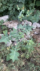 Sonchus oleraceus