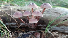 Mycena haematopus