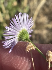 Erigeron divergens