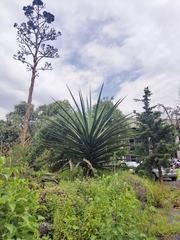 Furcraea macdougallii