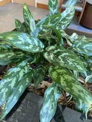 Aglaonema