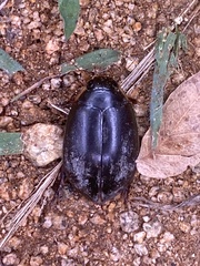 Megadytes