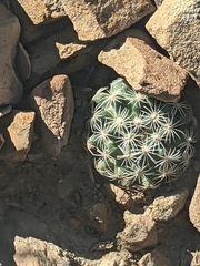 Pediocactus simpsonii