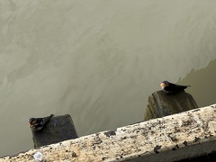 Hirundo neoxena