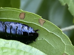 Nyctibora tetrasticta