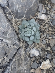 Physaria chambersii