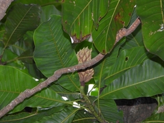 Magnoliales