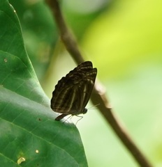Neptis