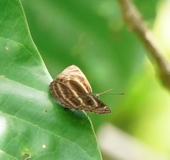 Neptis